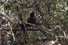 Quiscalus nicaraguensis