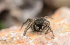 Habronattus borealis