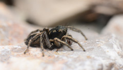 Habronattus borealis