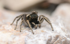 Habronattus borealis