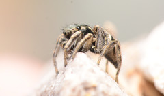 Habronattus borealis