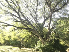 Enterolobium cyclocarpum