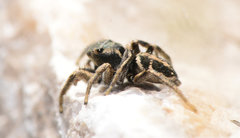 Habronattus borealis