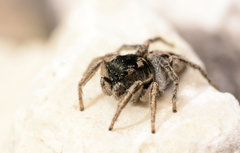 Habronattus borealis