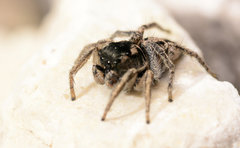 Habronattus borealis
