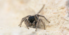 Habronattus borealis