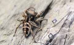 Habronattus borealis