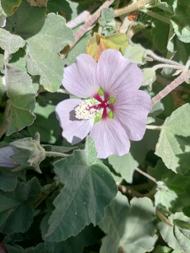 Malva subovata