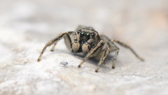 Habronattus borealis