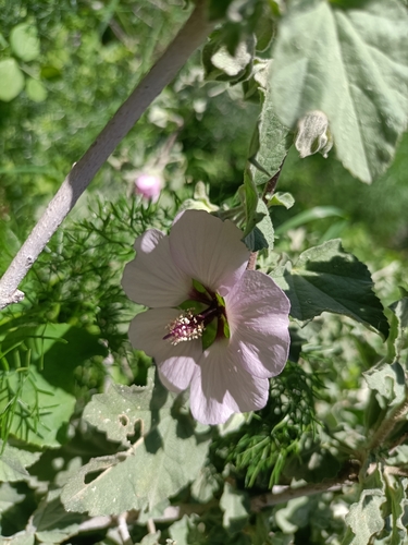 Malva subovata