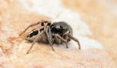 Habronattus borealis