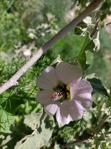 Malva subovata