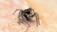 Habronattus borealis