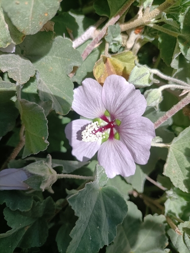 Malva subovata
