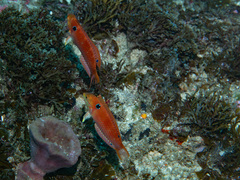 Madagascar Wrasse photo 1