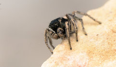 Habronattus borealis