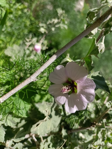 Malva subovata