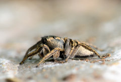 Habronattus borealis