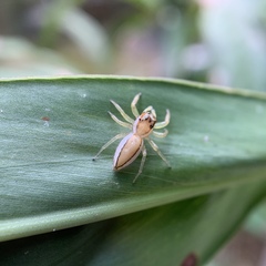 Epocilla