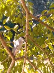 Nycticorax nycticorax