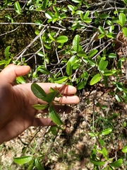 Frangula rubra obtusissima
