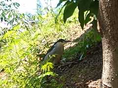 Nycticorax nycticorax