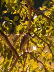 Nycticorax nycticorax