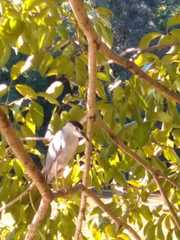 Nycticorax nycticorax