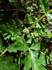 Hydrophyllum occidentale