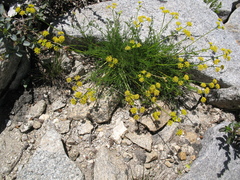 Cymopterus terebinthinus
