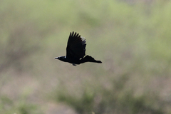 Quiscalus nicaraguensis