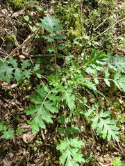 Hydrophyllum occidentale