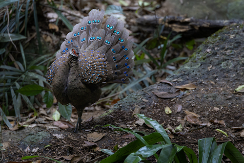 Hainan Peacock-Pheasant