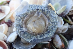 Actinostella flosculifera