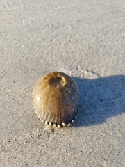 Actinostella flosculifera