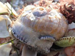 Actinostella flosculifera