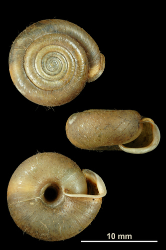 Cheese Snail, photo 4 of 8