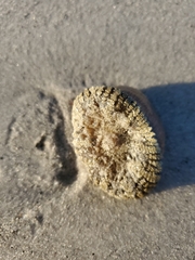 Actinostella flosculifera