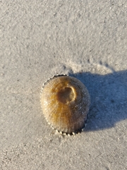 Actinostella flosculifera