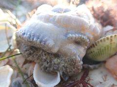 Actinostella flosculifera