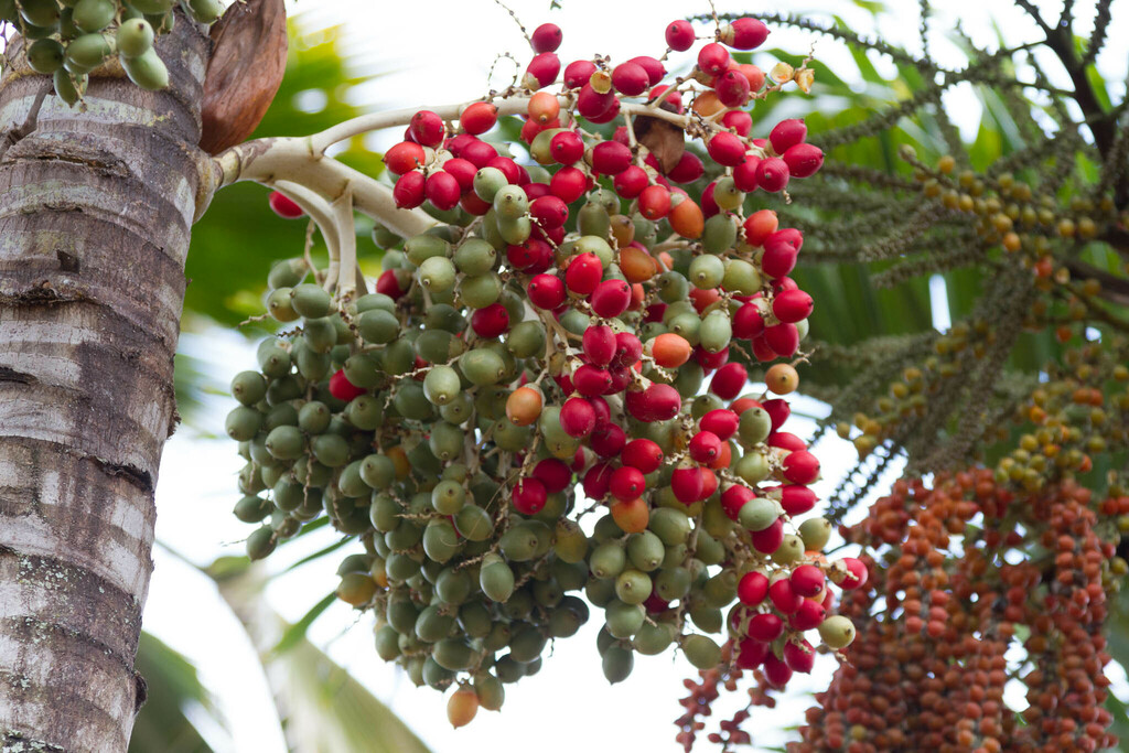 Manila Palm from North Shore, Waialua, HI, USA on April 22, 2013 at 02: ...