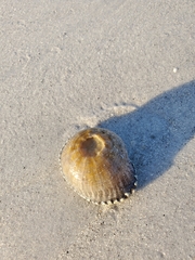 Actinostella flosculifera