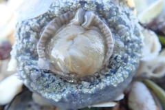 Actinostella flosculifera