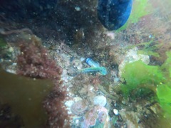 Alitta virens