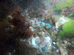 Alitta virens