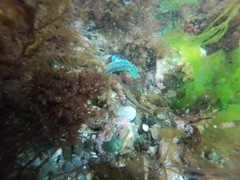 Alitta virens