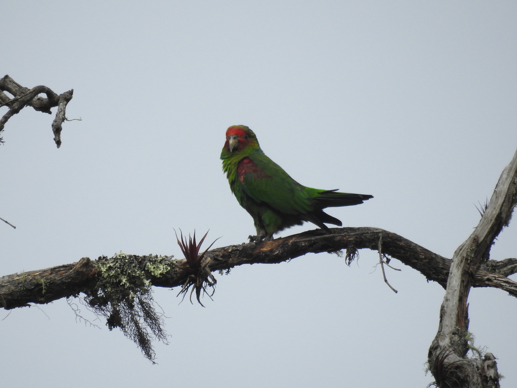 Red-faced Parrot