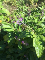 Solanum bahamense