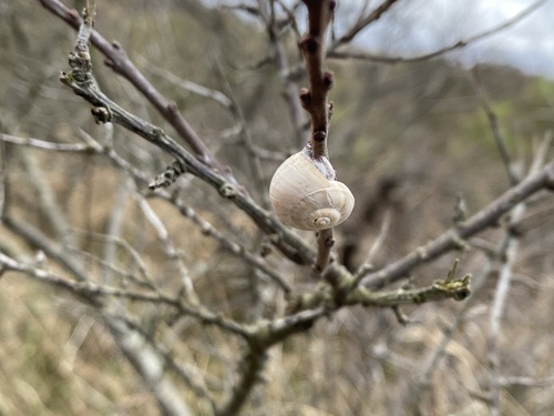 White Italian Snail, Meijendel and Berkheide, Katwijk, South Holland, NL, photo 9 of 10
