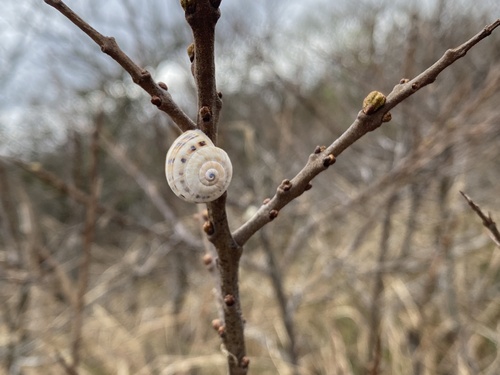 White Italian Snail, Meijendel and Berkheide, Katwijk, South Holland, NL, photo 10 of 10